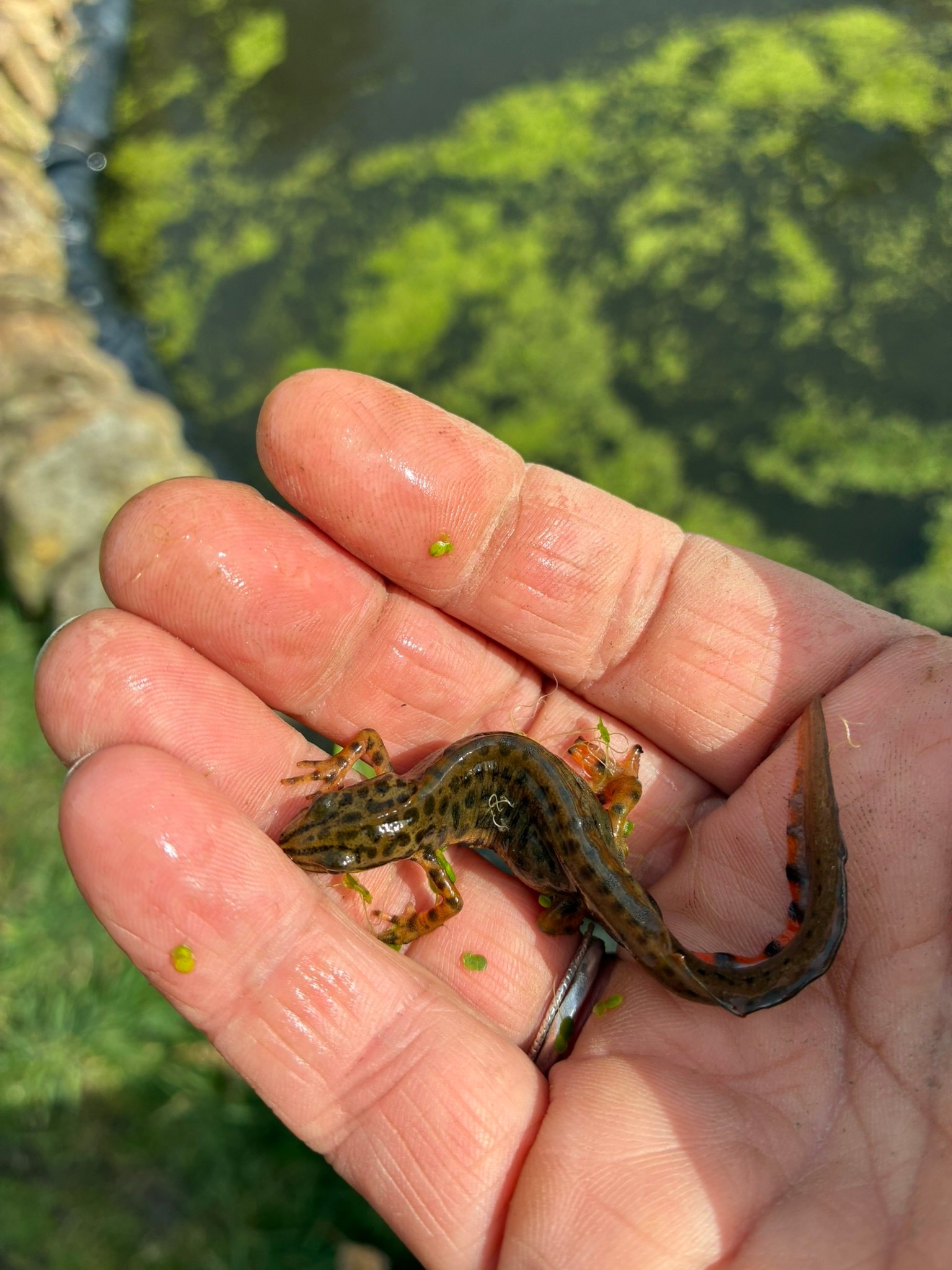 found a newt in the pond 