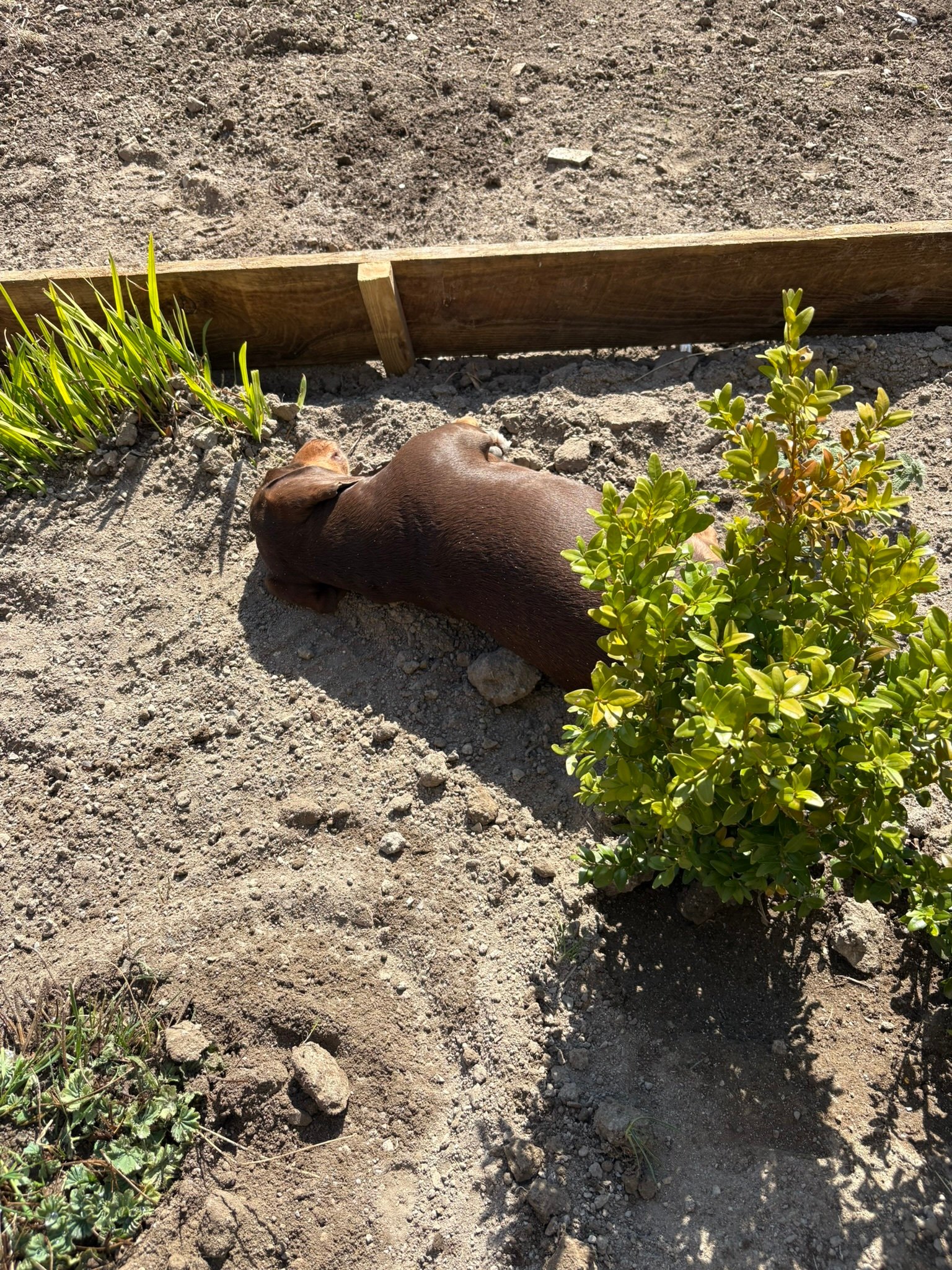 woody the dog chilling in the garden 