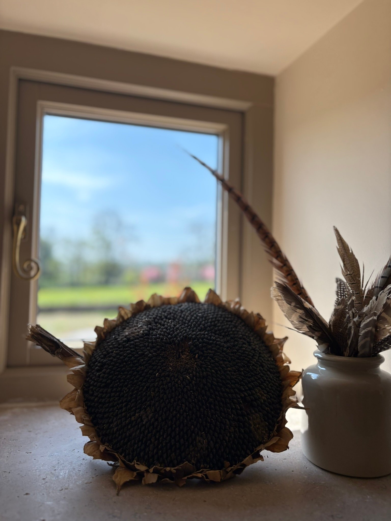 view from the kitchen window 