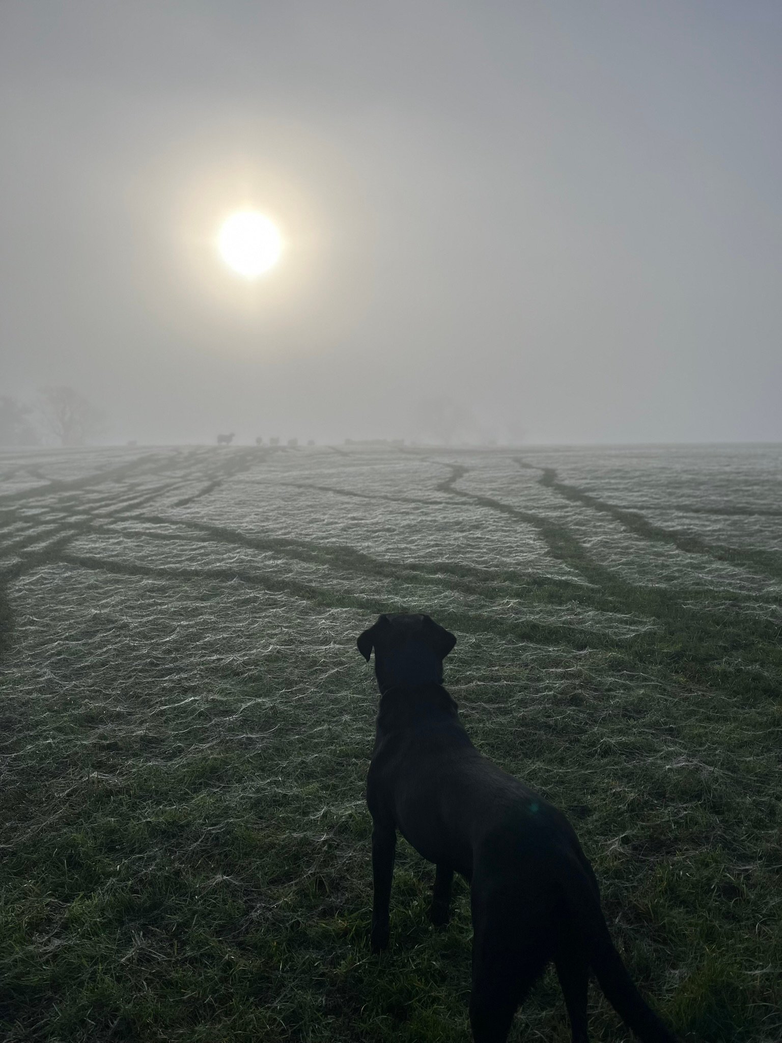 evening walks in the frost and the dog 
