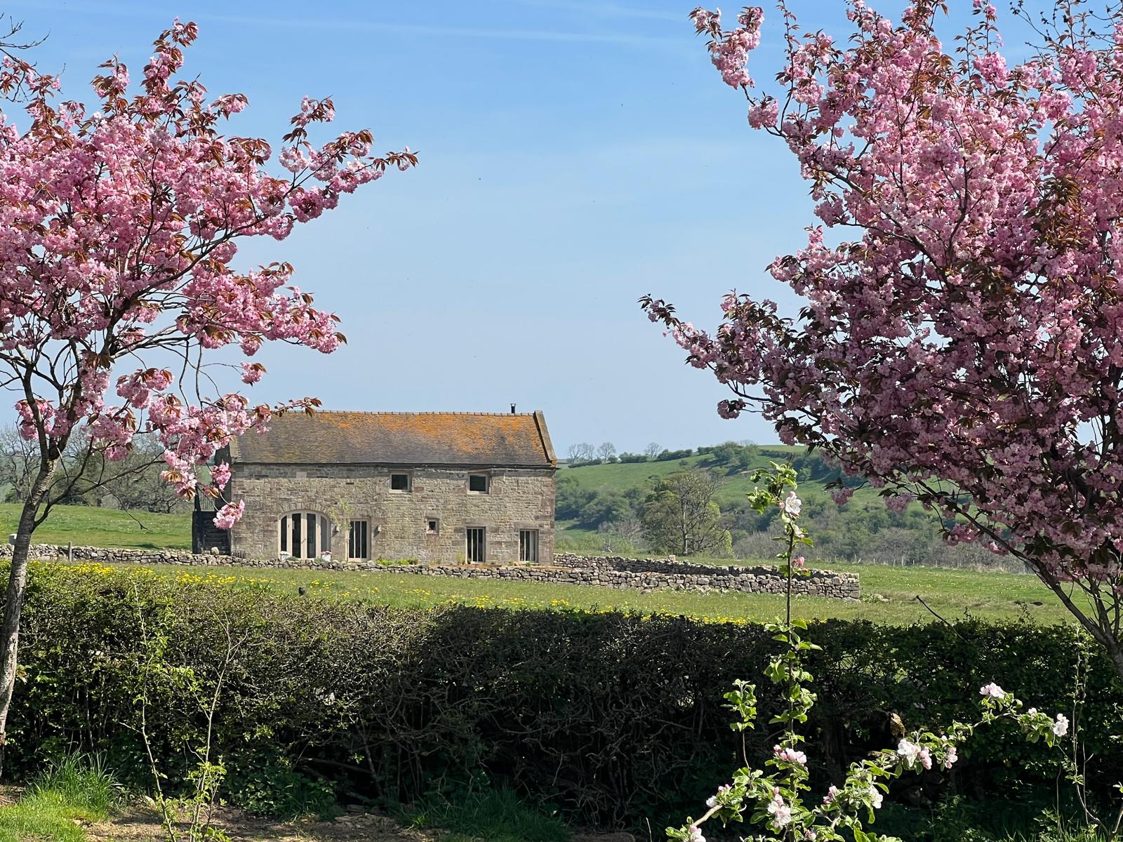 the barn through the cherry blossom trees