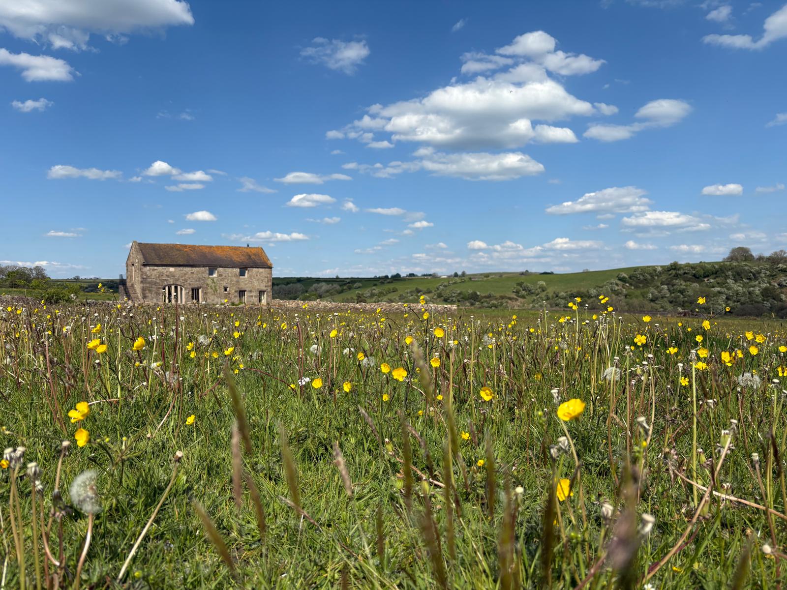 view of the barn through the meadow flowers