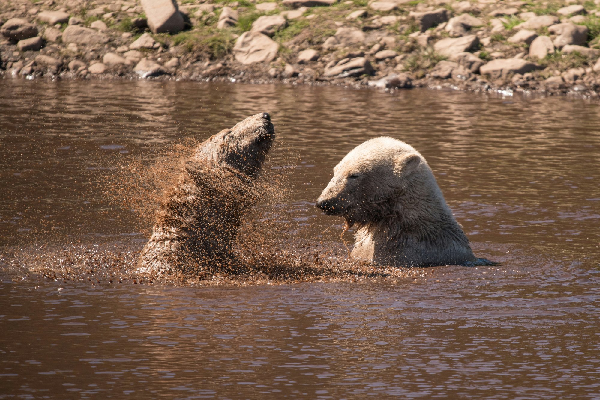 polar bears